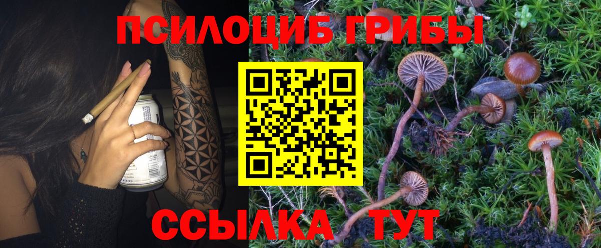 Камень-на-Оби  Псилоцибиновые грибы прущие грибы  Вход с VPN 